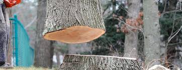 Best Hazardous Tree Removal  in North Bay Shore, NY
